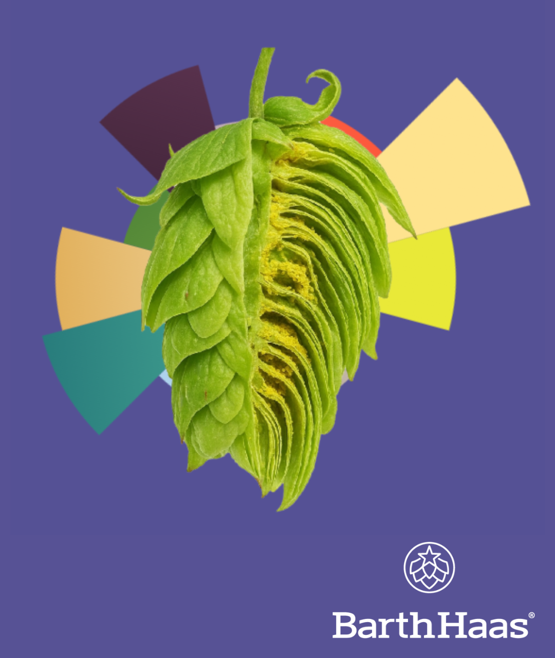  BARTHHAAS DOLCITA® T90