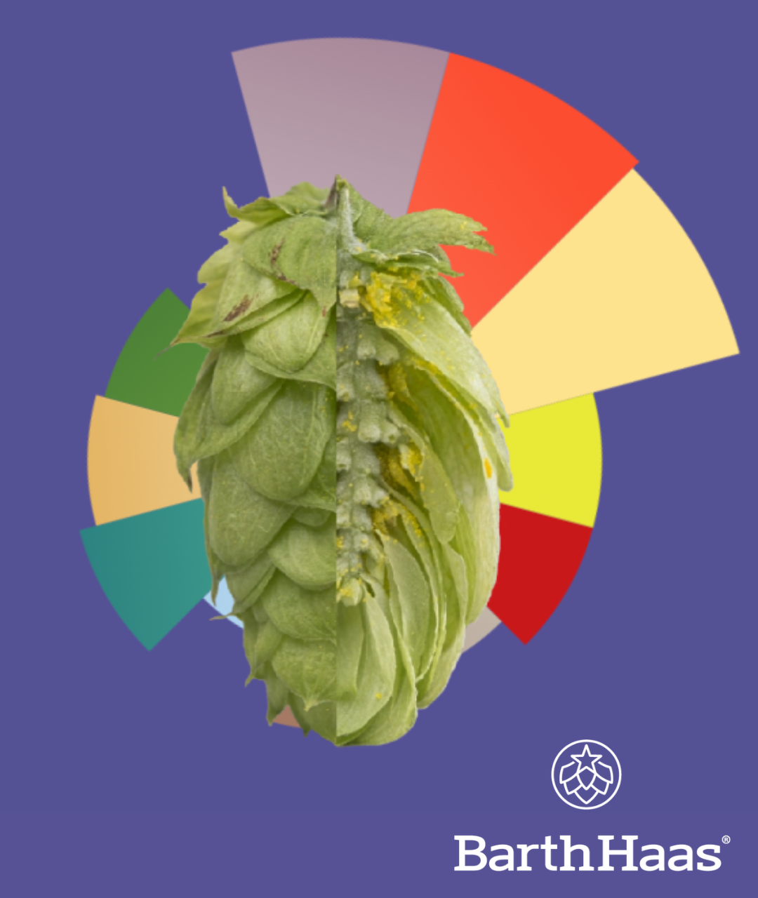 BARTHHAAS ELLA® T90