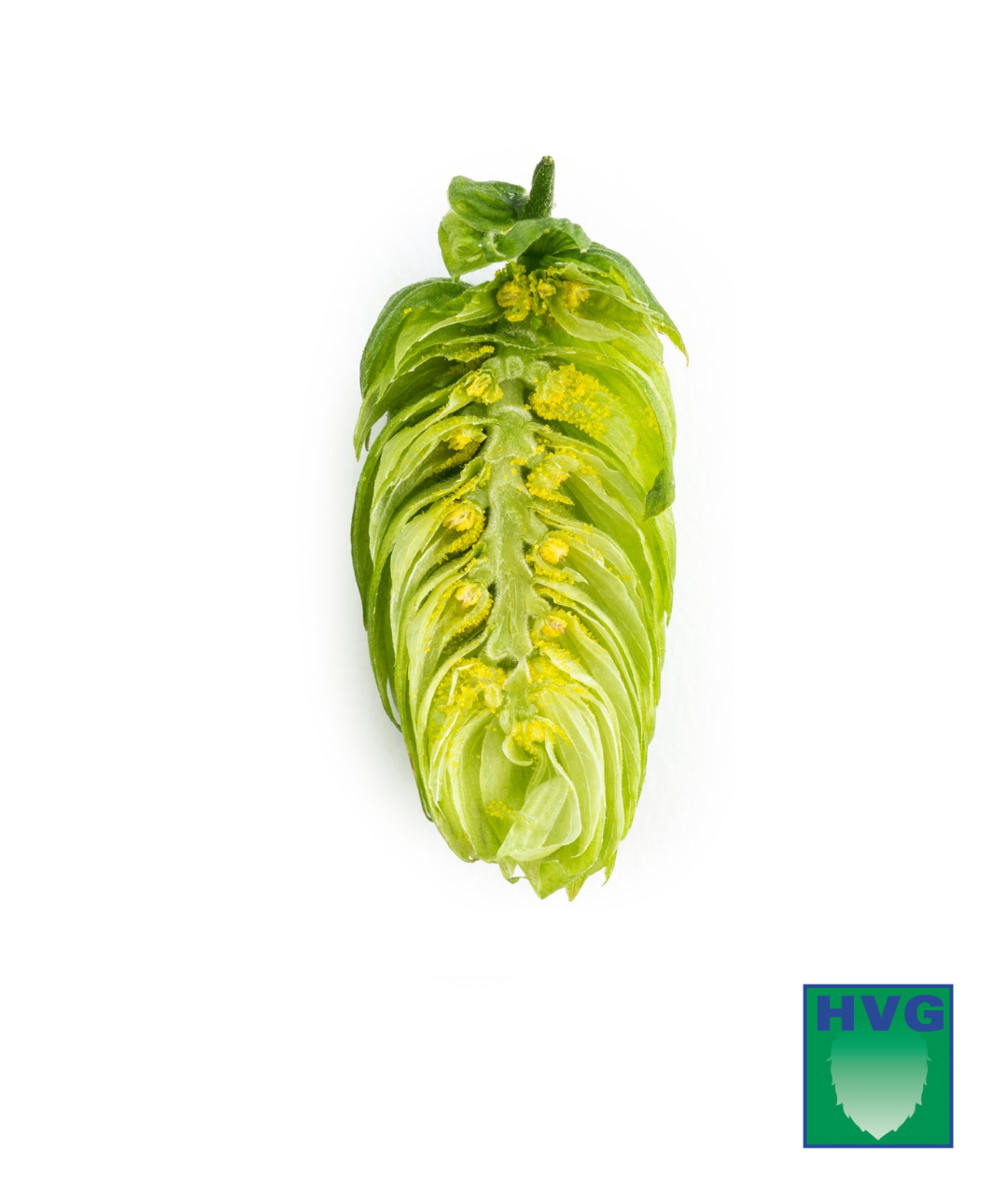 HVG HALLERTAUER BLANC